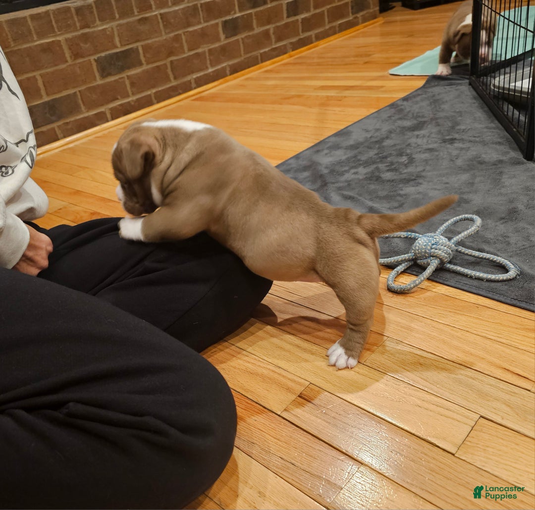 American Bully dogs for sale: American Bully Puppy 2 - Ad 6