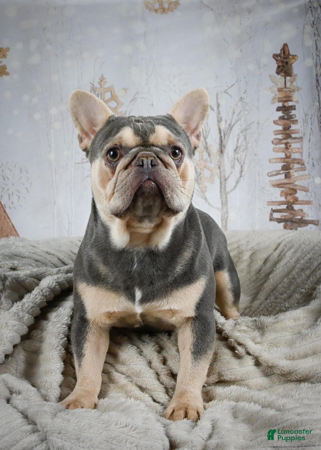 French Bulldog dogs for sale: Louie - Ad 16
