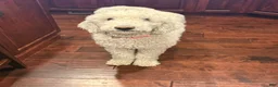Standard Poodle dogs for sale: Jesse - Ad 7