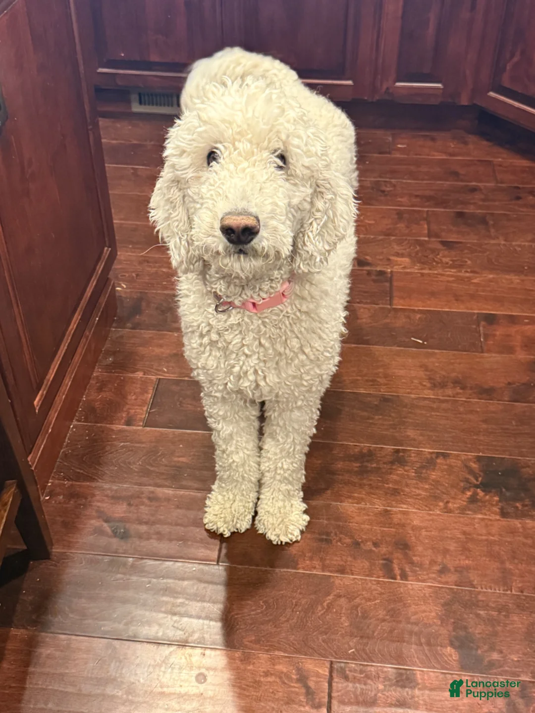 Standard Poodle dogs for sale: Jesse - Ad 7