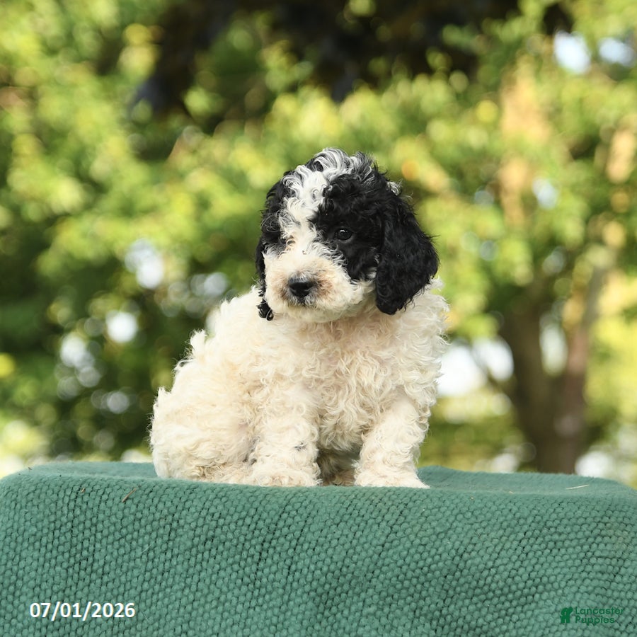 Miniature Poodle dogs Chip - Ad 2