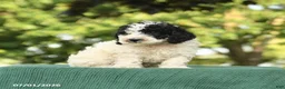 Miniature Poodle dogs for sale: Chip - Ad 2