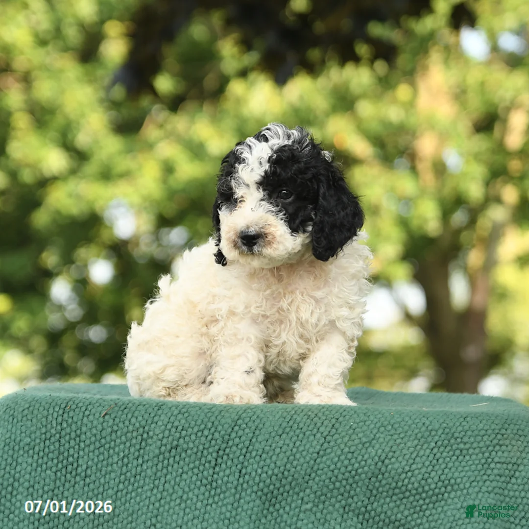 Miniature Poodle dogs for sale: Chip - Ad 2