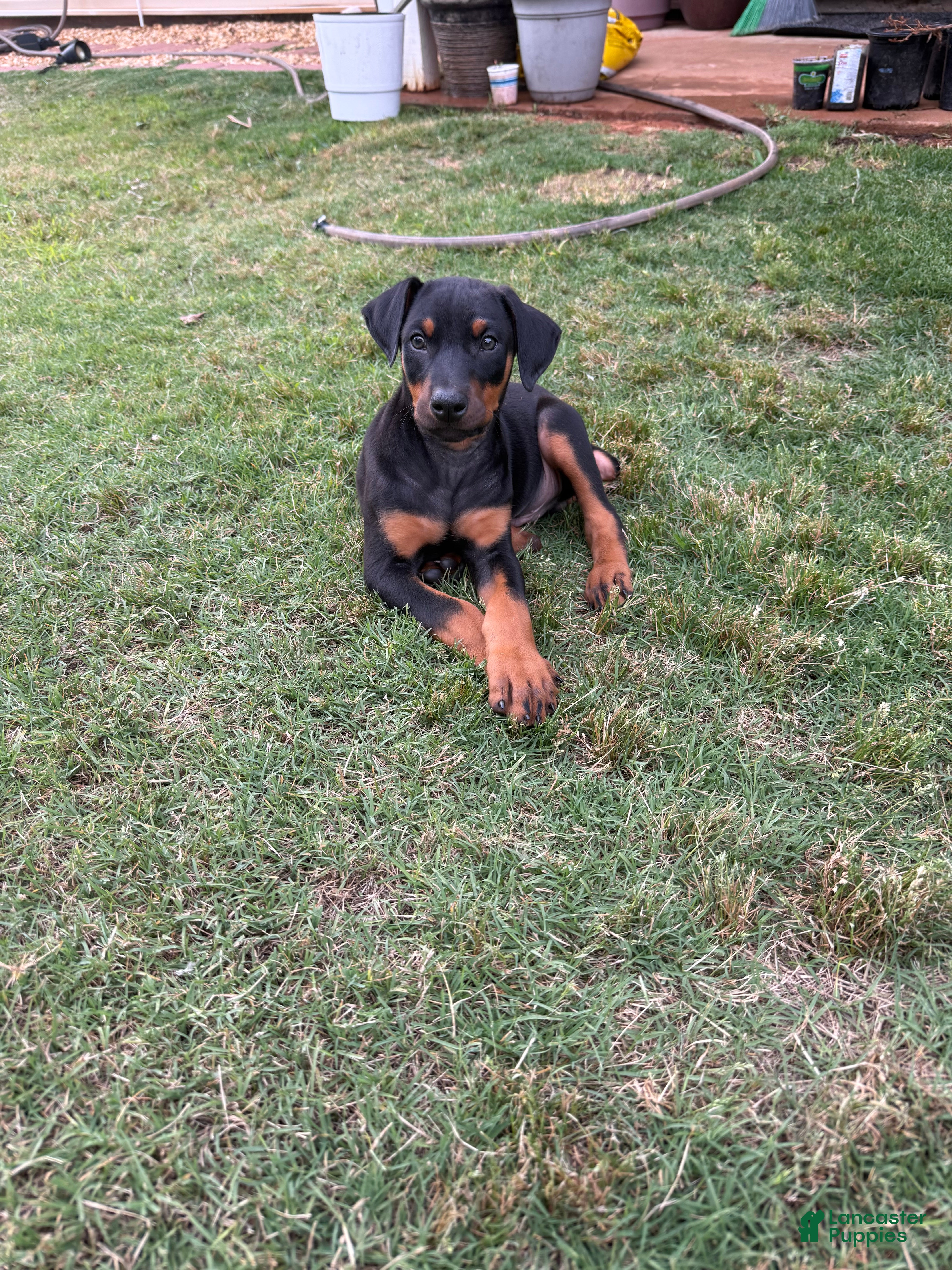 Doberman Pinscher dogs Doberman Pinscher Puppy 1 - Ad 2