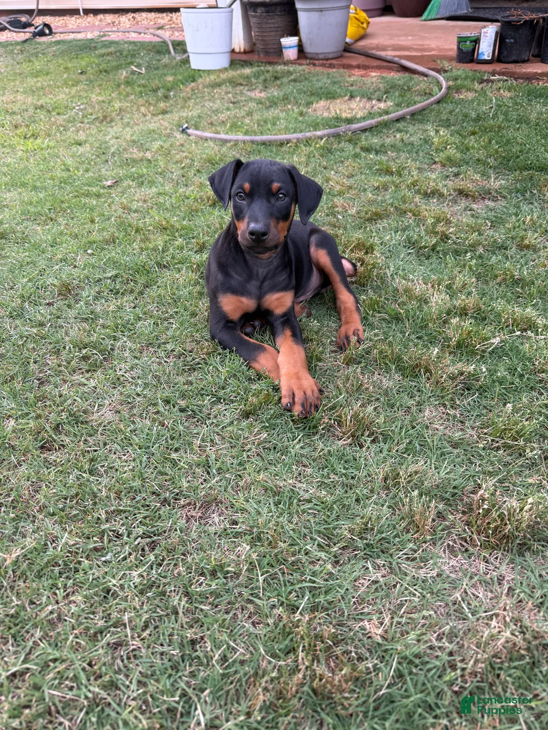 Doberman Pinscher dogs for sale: Doberman Pinscher Puppy 1 - Ad 2