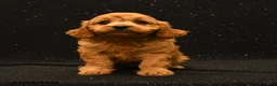 Cavapoo dogs for sale: Willow - Ad 5