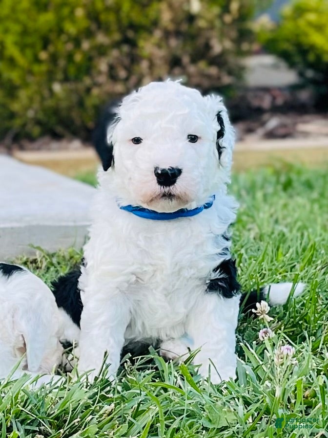 Sheepadoodle dogs Shadow  - Ad 15