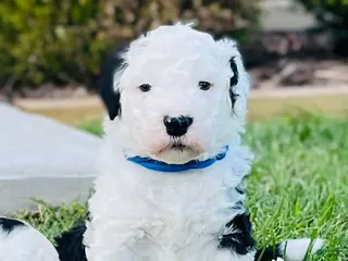 Sheepadoodle dogs Shadow - Ad 22