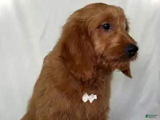 Mini Goldendoodle dogs Finley - Ad 20