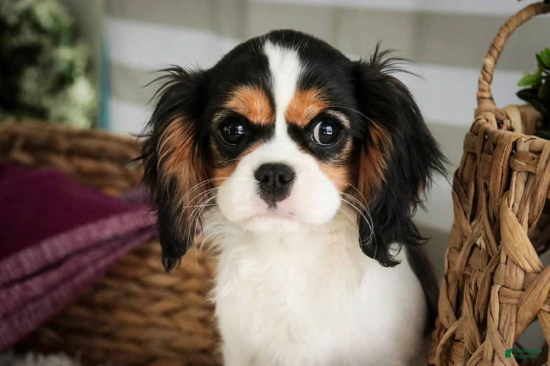 Cavalier King Charles Spaniel dogs for sale: Cherry - Ad 4