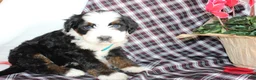 Bernedoodle dogs for sale: Shotgun - Ad 1