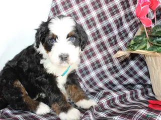 Bernedoodle dogs Shotgun - Ad 17