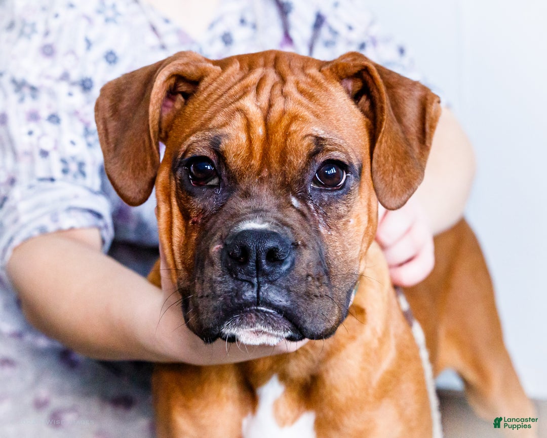 Boxer dogs for sale: Sandy - Ad 5