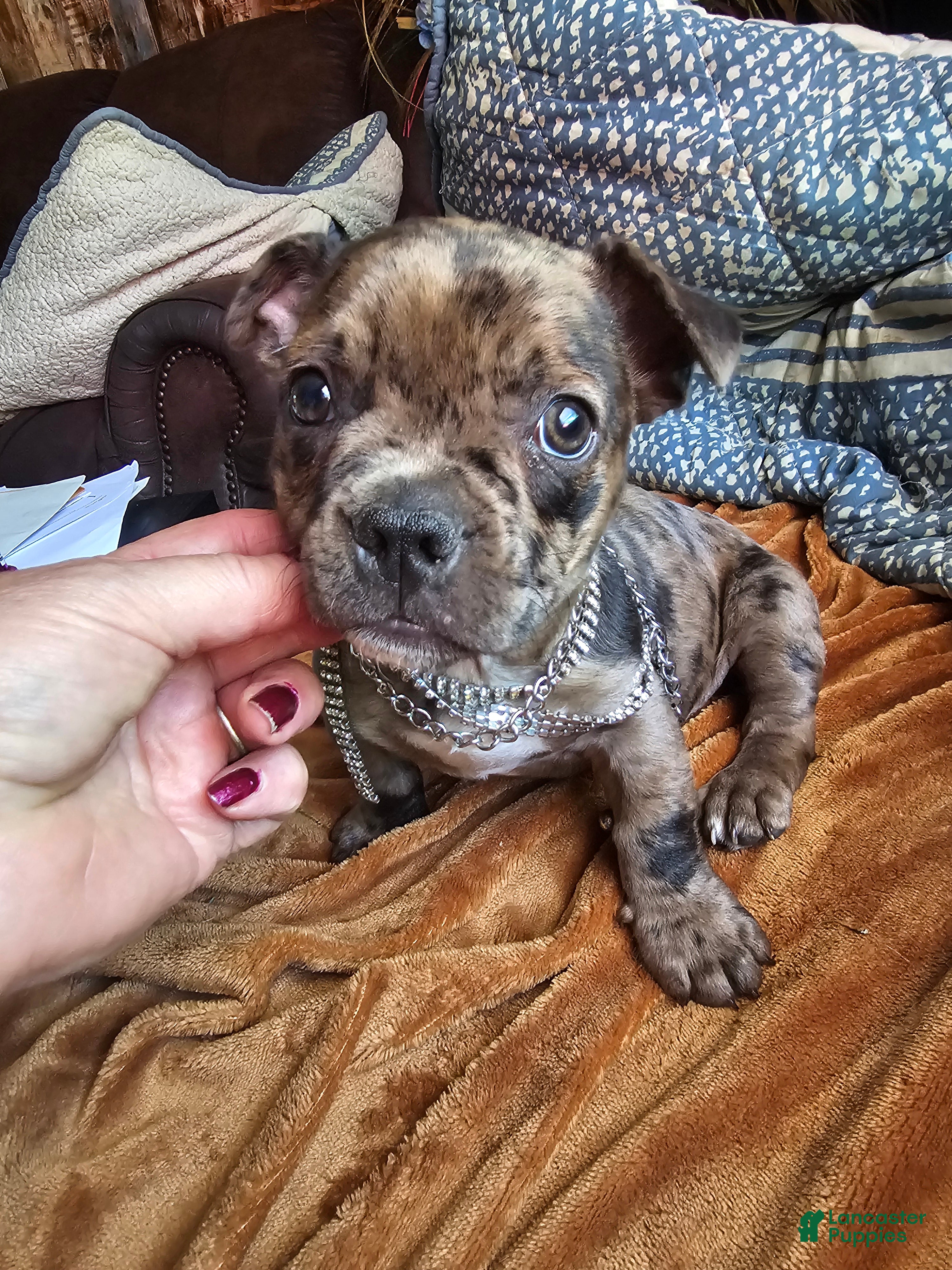 Frenchton dogs for sale: Frenchton BUBBA 🩵 - Ad 1