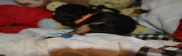 Cavalier King Charles Spaniel dogs for sale: Cavalier King Charles Spaniel Puppy 1 - HUEY - Ad 30