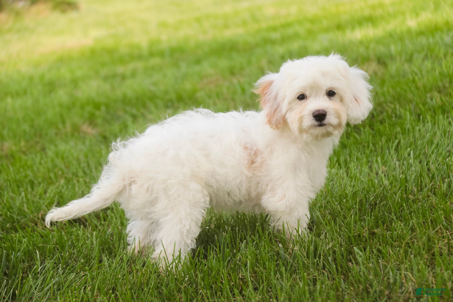 Mixed Breed dogs Smurf MUNCHKIN BERNEDOODLE - Ad 2