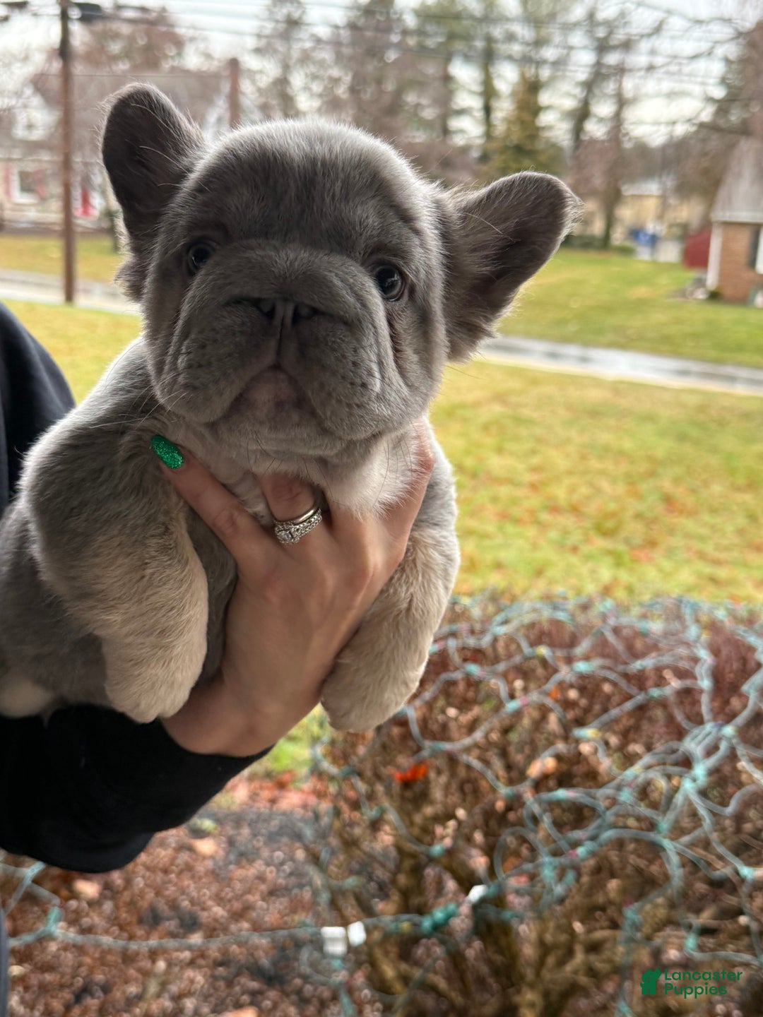 French Bulldog dogs for sale: Noelle - Ad 5