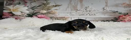 Miniature Dachshund dogs for sale: AKC-Cooper - Ad 5