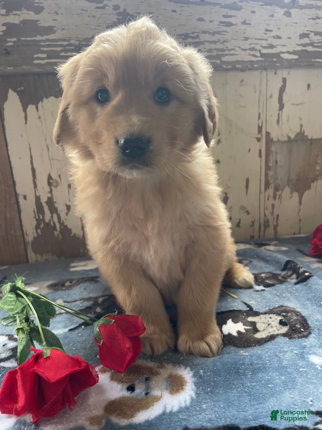 Mixed Breed dogs for sale: Boris - Ad 4