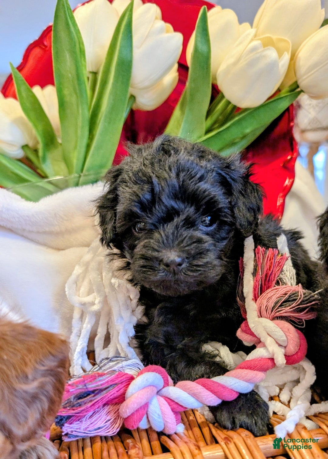 Cavapoo dogs for sale: Bella V. - Ad 12