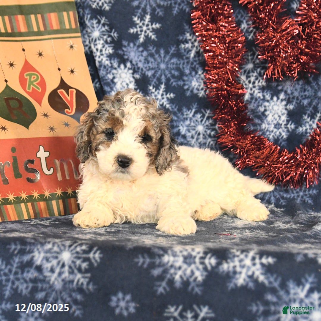 Miniature Poodle dogs for sale: Chuck - Ad 3