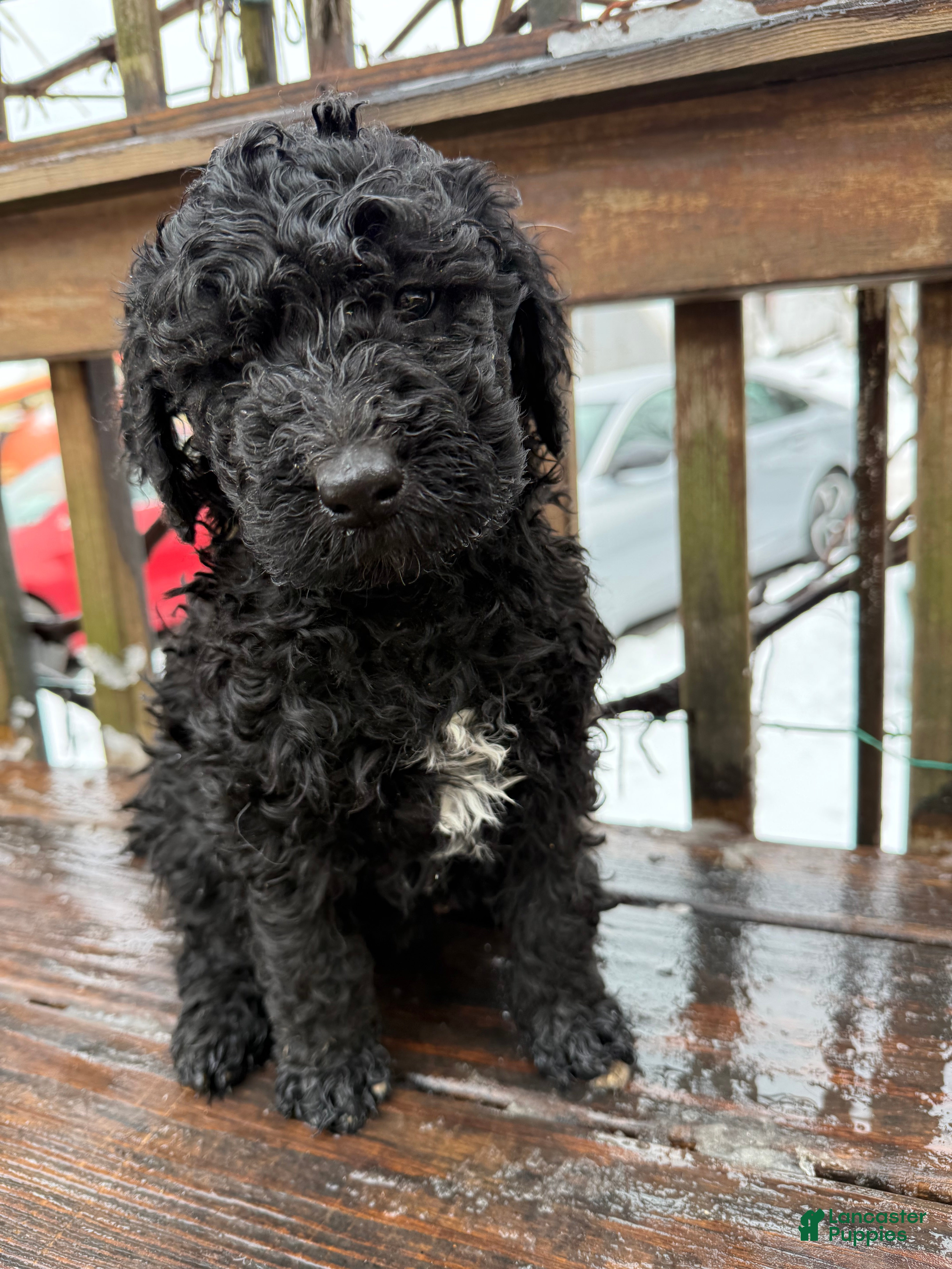 Goldendoodle dogs Coal - Ad 1