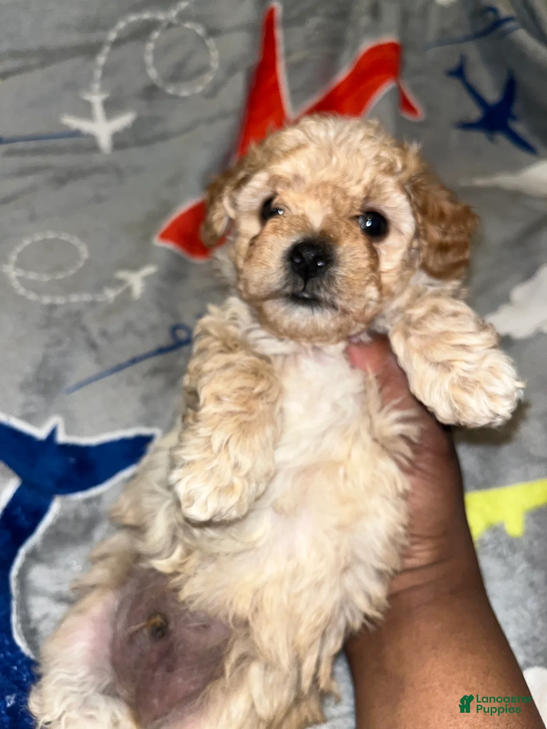 Toy Poodle dogs for sale: Calvin - Ad 4