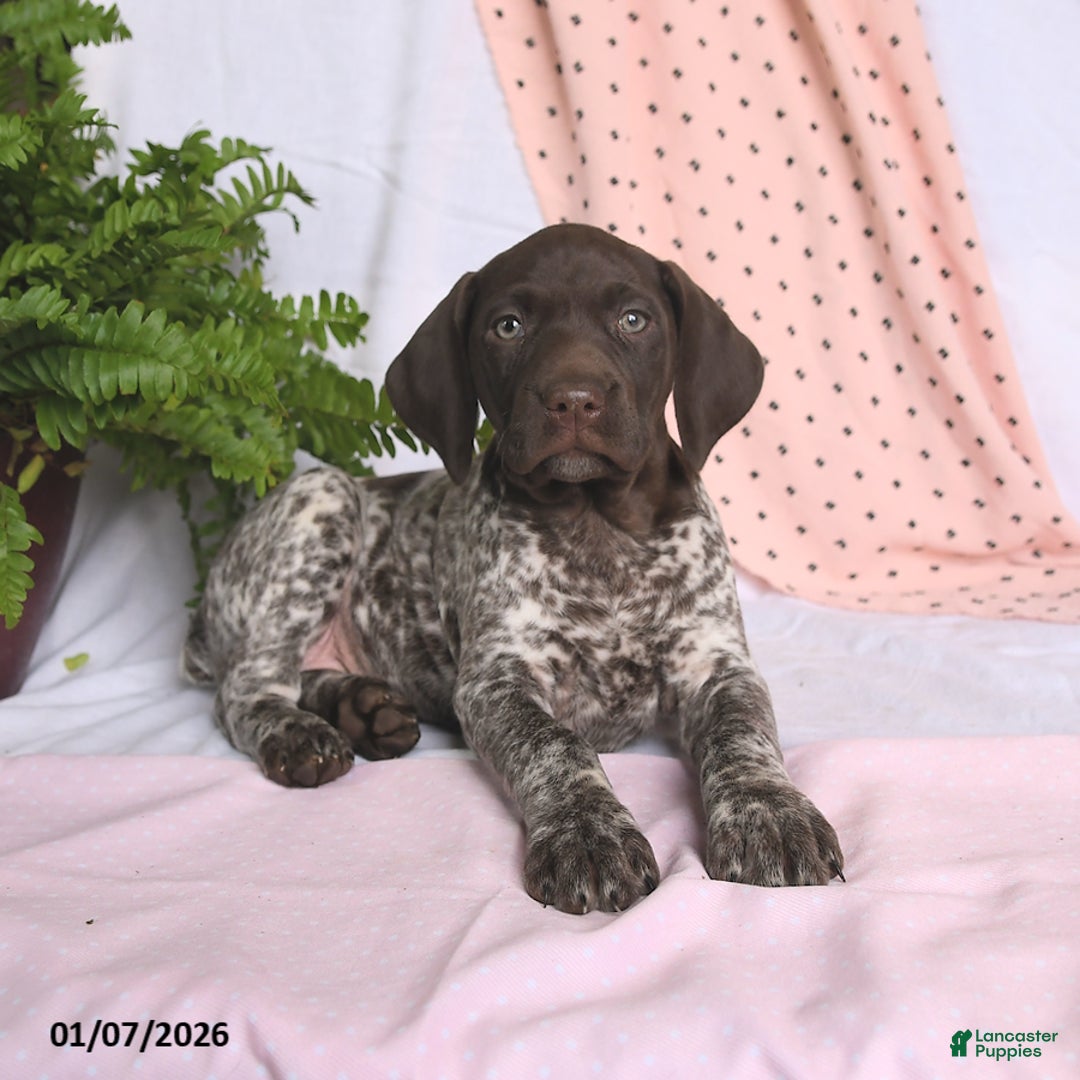 German Shorthaired Pointer dogs for sale: Aurora - Ad 2