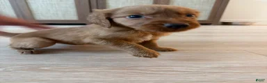 Golden Retriever Puppy 5