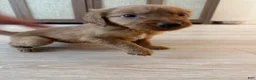 Golden Retriever dogs for sale: Golden Retriever Puppy 5 - Ad 1