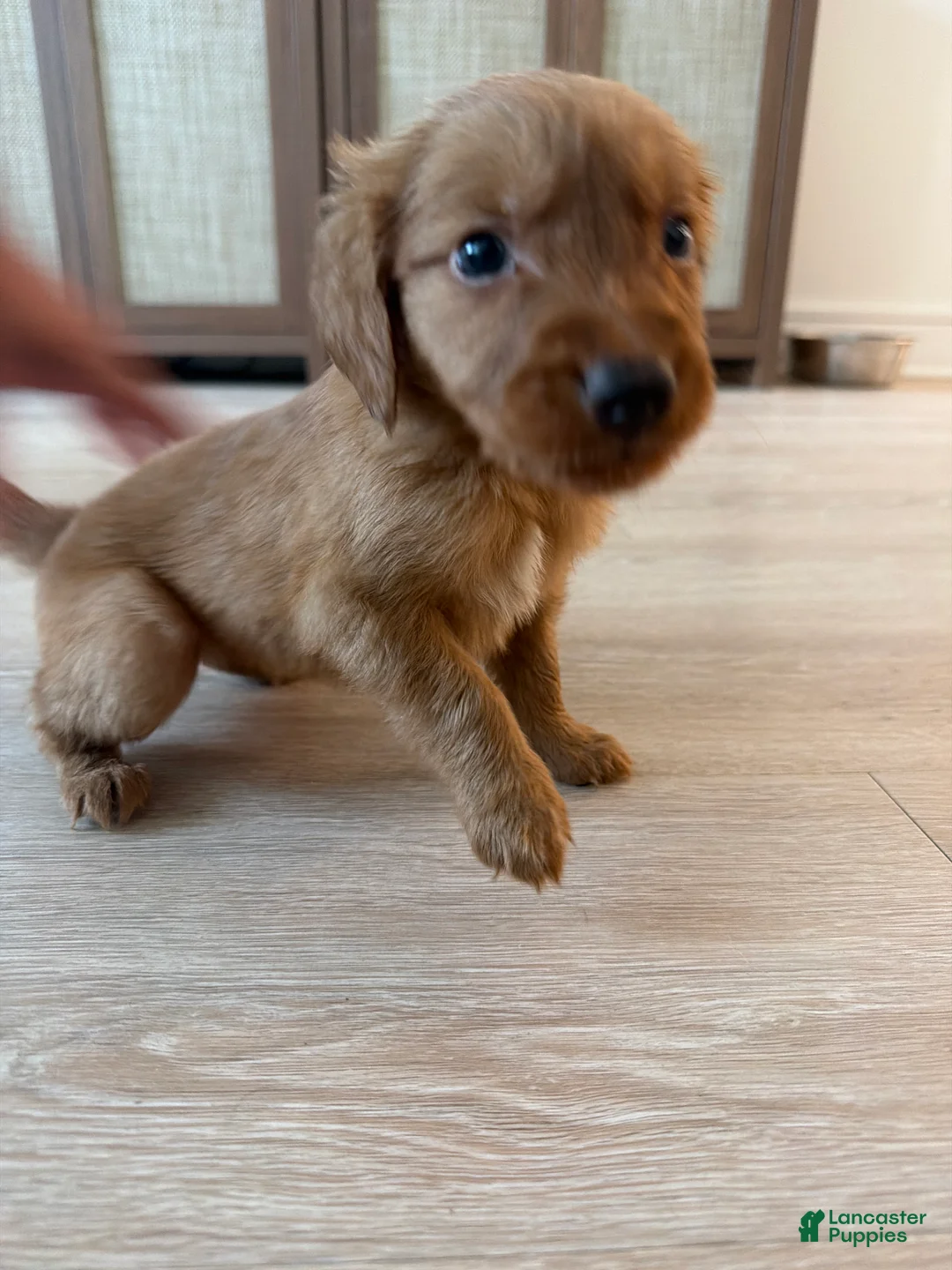 Golden Retriever dogs for sale: Golden Retriever Puppy 5 - Ad 1