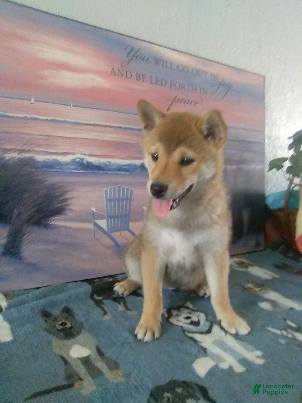 Shiba Inu dogs Breann - Ad 1