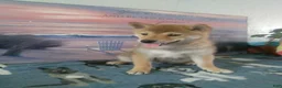 Shiba Inu dogs for sale: Breann - Ad 1