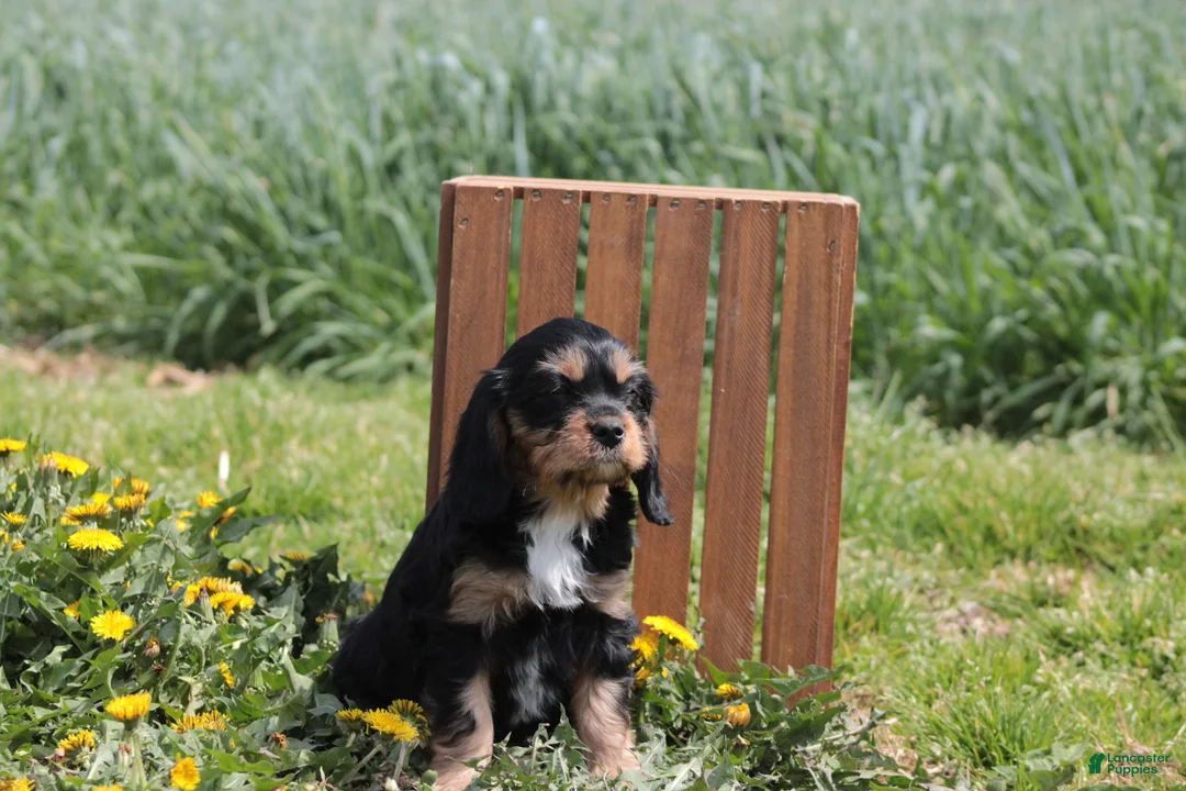 Cavapoo dogs for sale: Charm - Ad 4