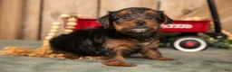 Yorkshire Terrier dogs for sale: Keisha - Ad 2