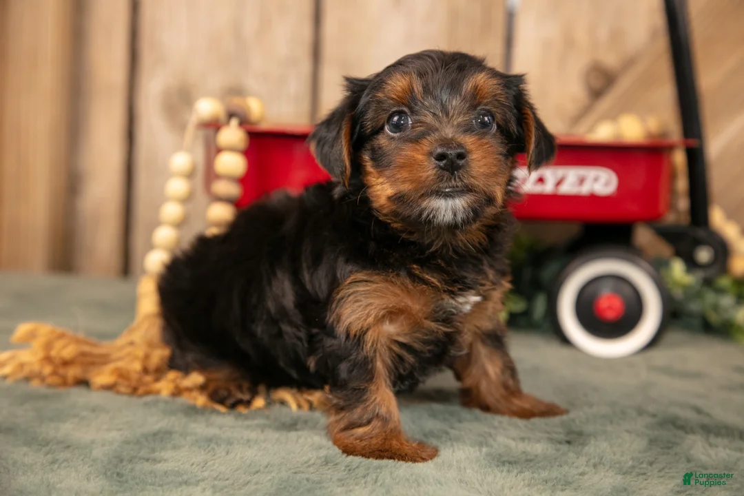 Yorkshire Terrier dogs for sale: Keisha - Ad 2