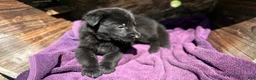 German Shepherd dogs for sale: Gwen - Ad 17