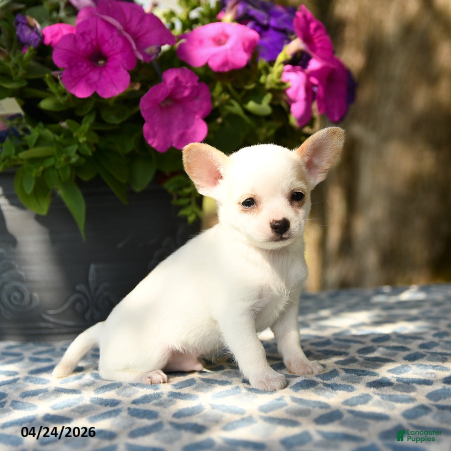 Chihuahua dogs Paddington - Ad 2