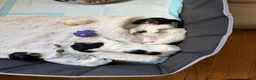 Miniature Dachshund dogs for sale: Miniature Dachshund 1 - Ad 6