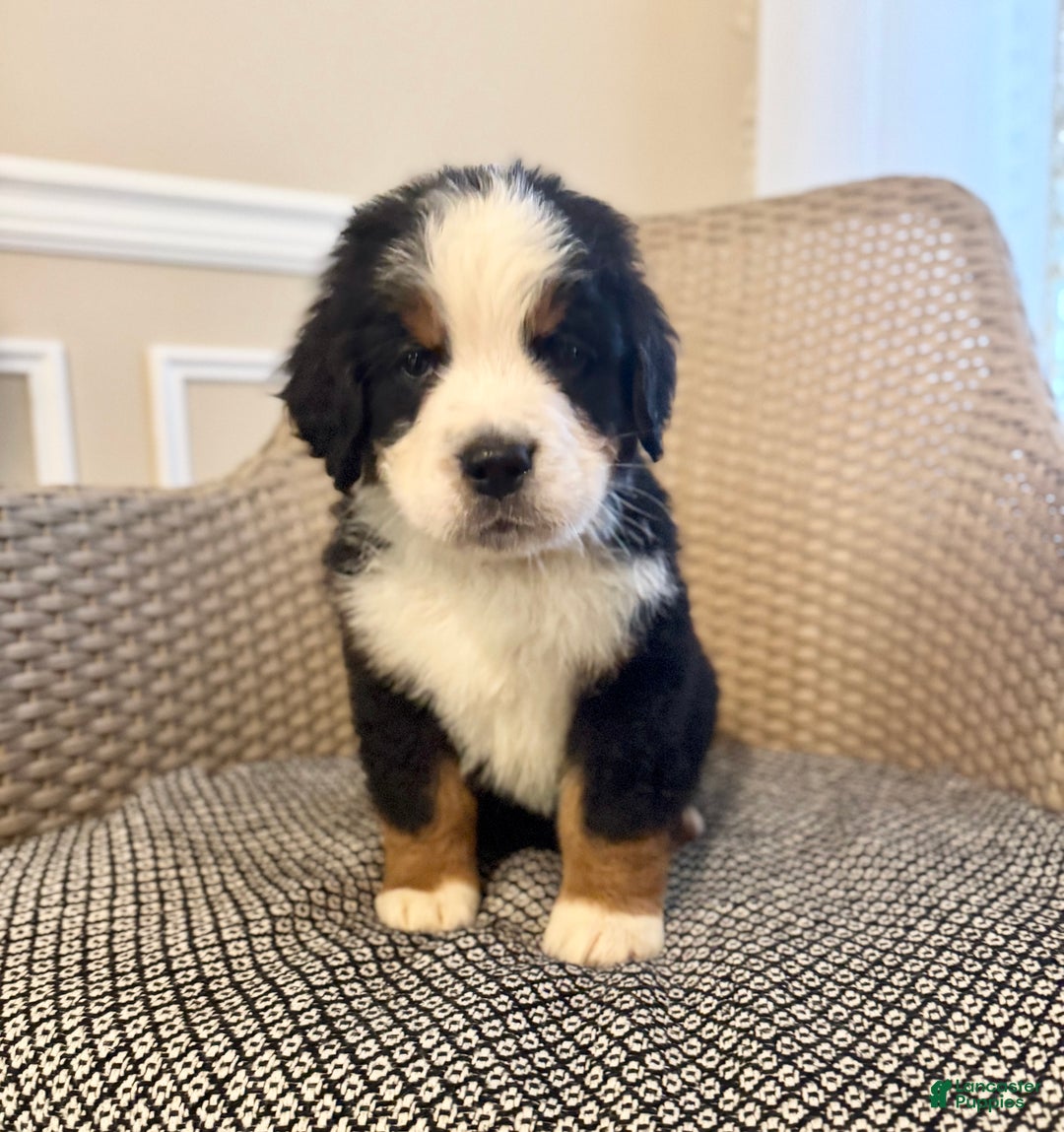 Bernese Mountain Dog dogs for sale: Teddy - Ad 2