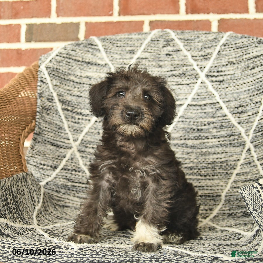Schnoodle dogs Bambi - Ad 2