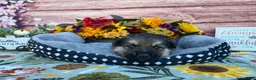 German Shepherd dogs for sale: Amethyst  - Ad 7
