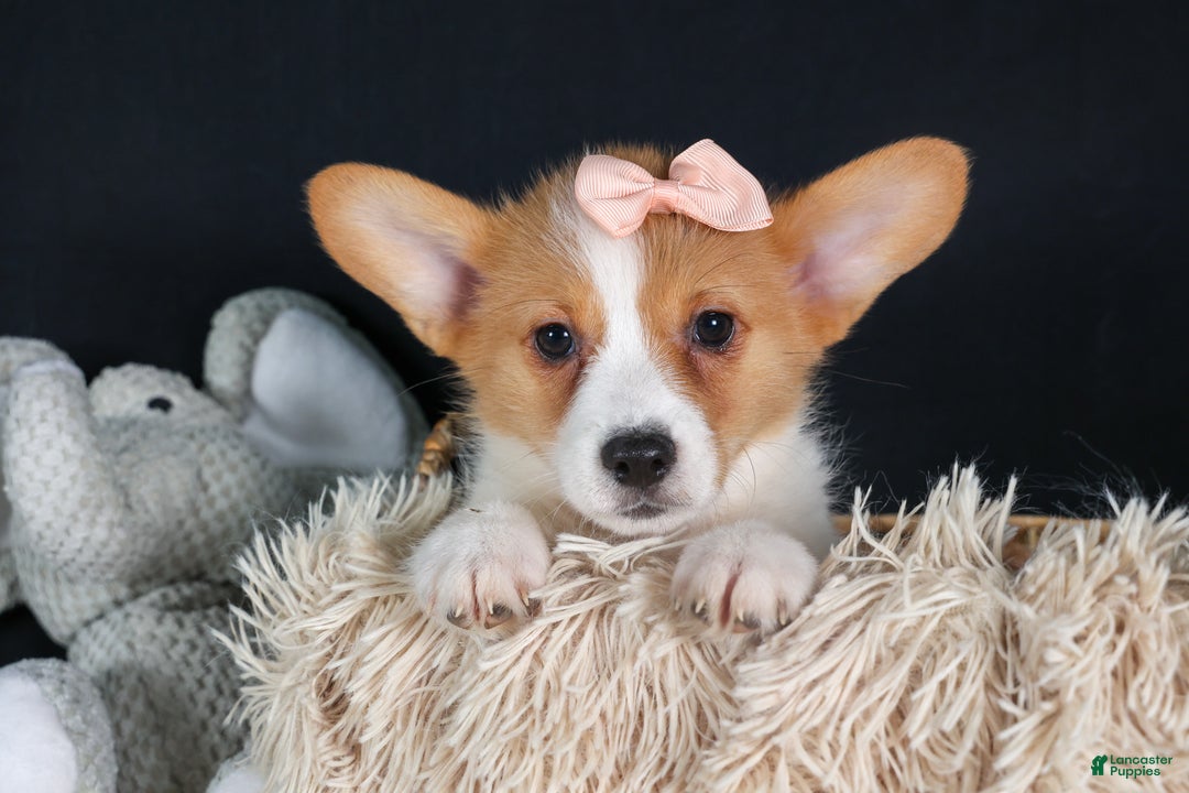 Welsh Corgi Pembroke dogs for sale: Iris - Ad 3