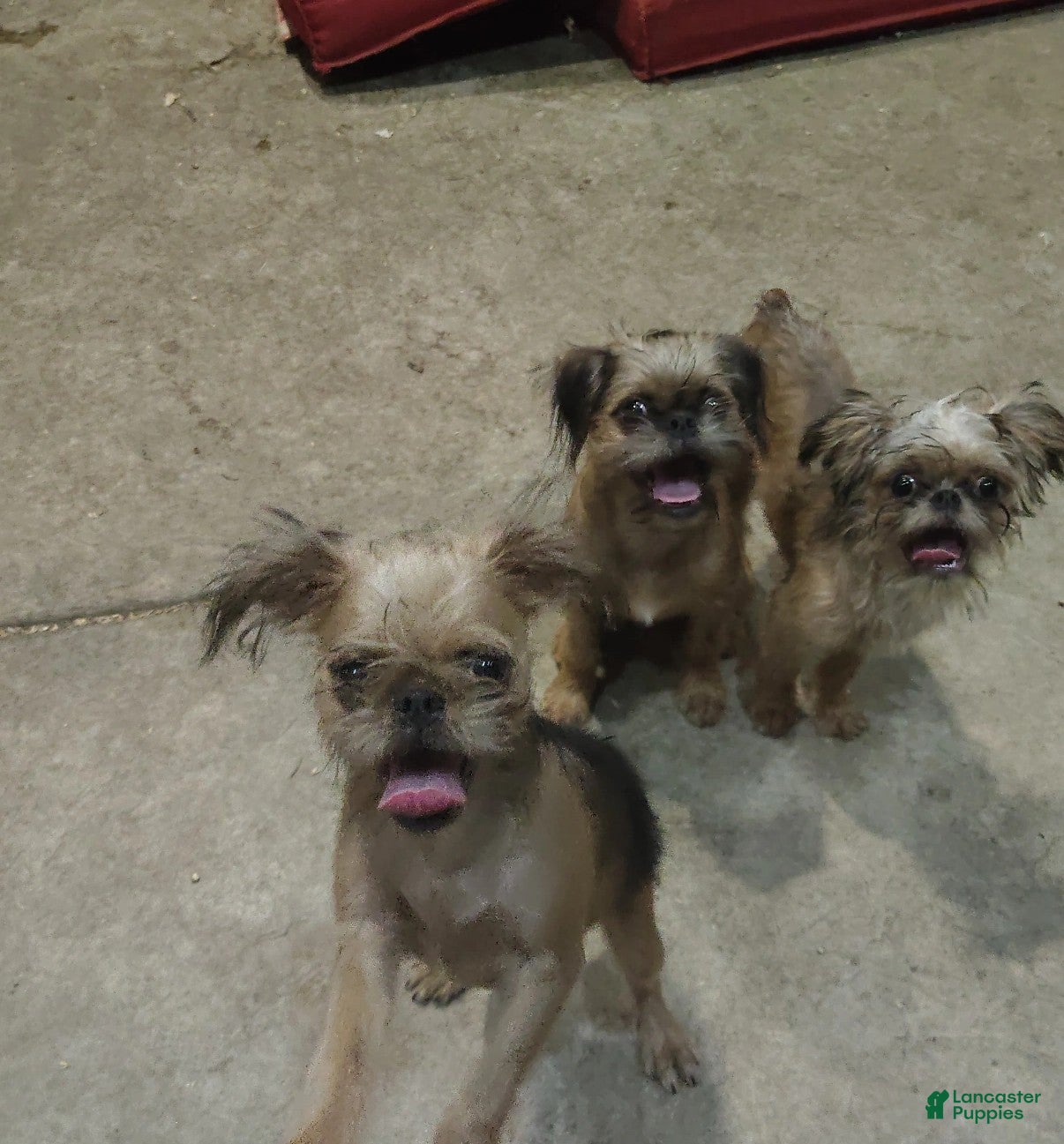 Brussels Griffon dogs Tux - Ad 10