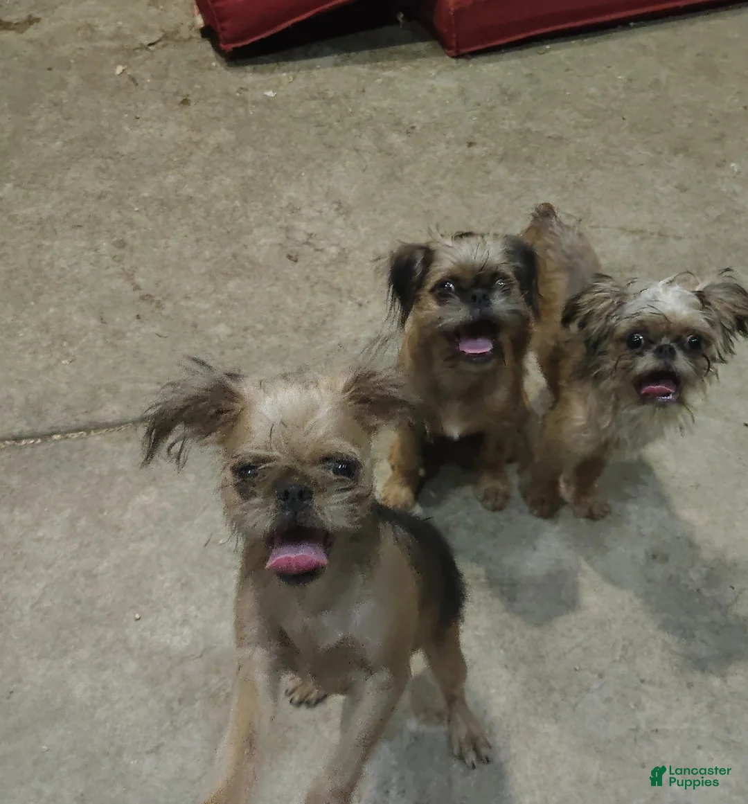 Brussels Griffon dogs for sale: Tux - Ad 1