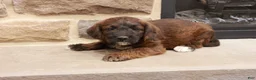 Jackapoo dogs for sale: Jeff - Ad 3