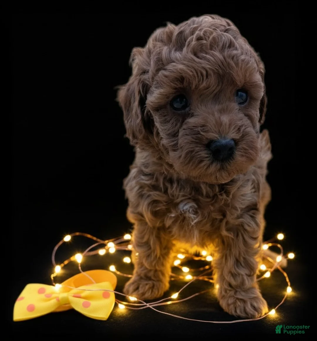 Toy Poodle dogs for sale: Toy Poodle Puppy 4 - Ad 15