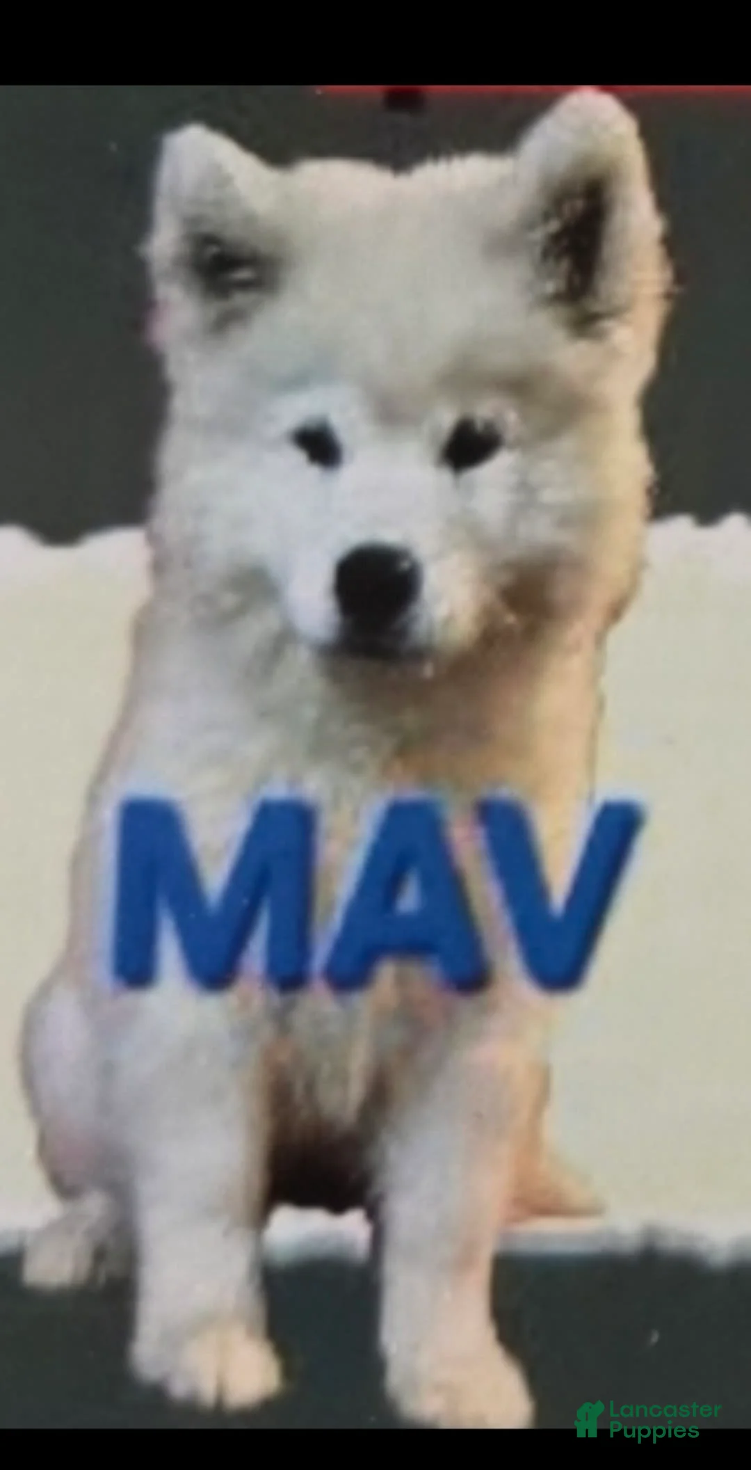 Samoyed dogs for sale: Maverick - Ad 1