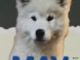 Samoyed dogs for sale: Maverick - Ad 1