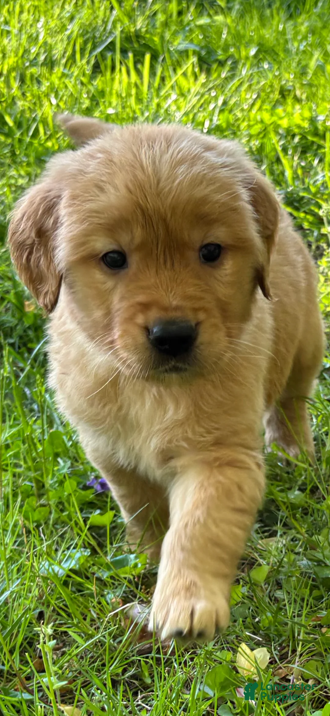 Golden Retriever dogs for sale: Golden Retriever Puppy 1 - Ad 2